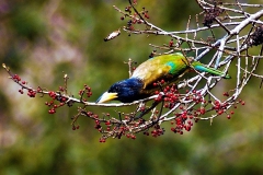 Great-Barbet2