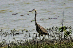 Grey-Heron1