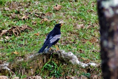 Grey-Winged-Blackbird