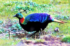 Himalayan-Monal-male