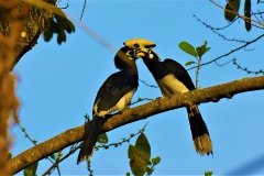 Oriental-Pied-Hornbill