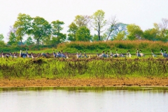 Sarus-in-Lumbini