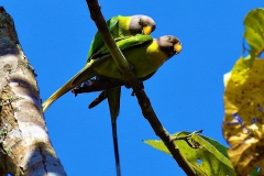plum-headed-female