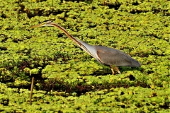 purple-heron-Copy