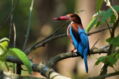 white-throated-kingfisher-1