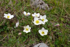 Khaptad-WhiteFlowers-Samsaratrekking