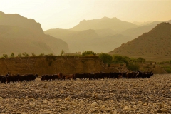Himalayan-herding