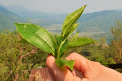 Lwang-Tea-Garden-Samsara-Trekking